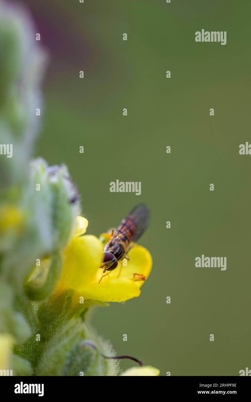 Molène, fleur, insecte Banque D'Images