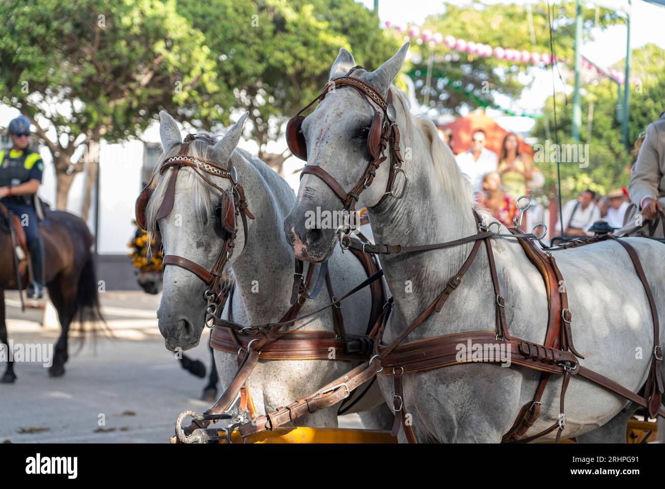 Art équestre exposé, les chevaux effectuent du dressage dans le cadre animé de Malaga Fair, un joyau de la tradition et de la fête espagnoles Banque D'Images