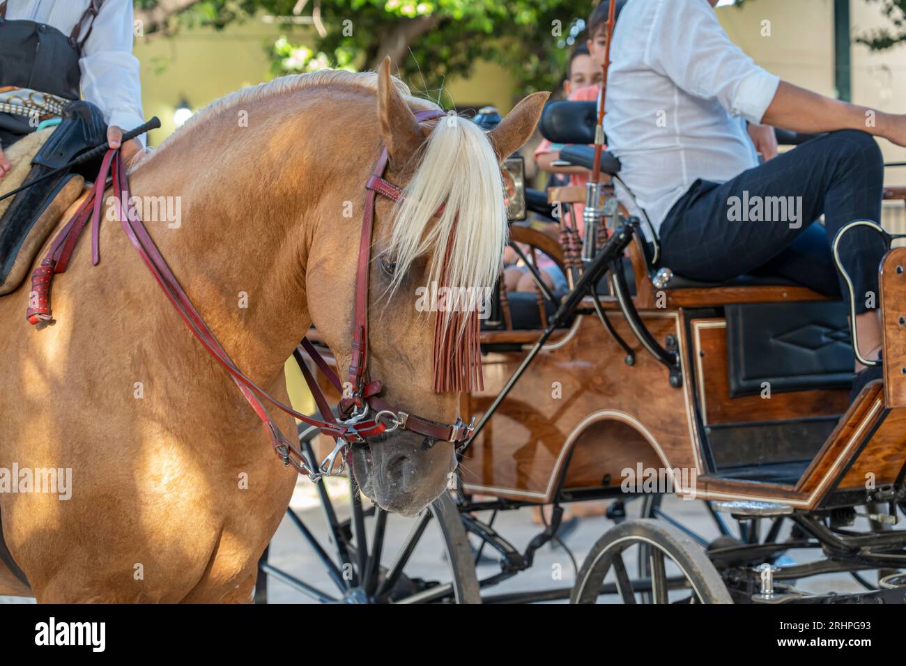 Célébrant la culture espagnole, les chevaux traditionnels dansent dans l'emblématique foire estivale de Malaga, mettant en valeur l'excellence équestre au cœur de l'Andalousie. Banque D'Images