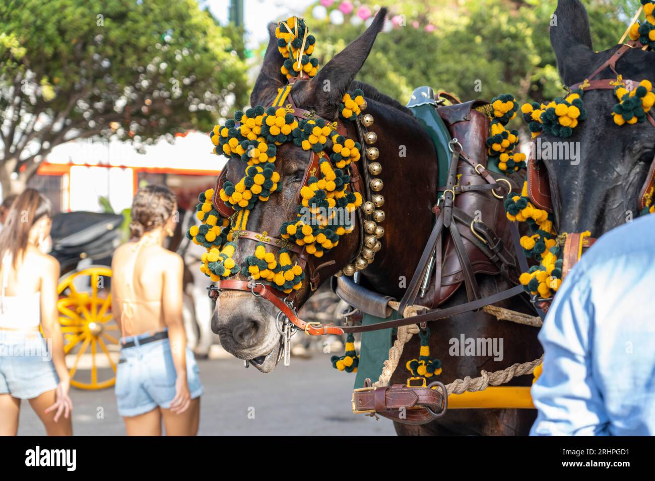 Art équestre exposé, les chevaux effectuent du dressage dans le cadre animé de Malaga Fair, un joyau de la tradition et de la fête espagnoles Banque D'Images