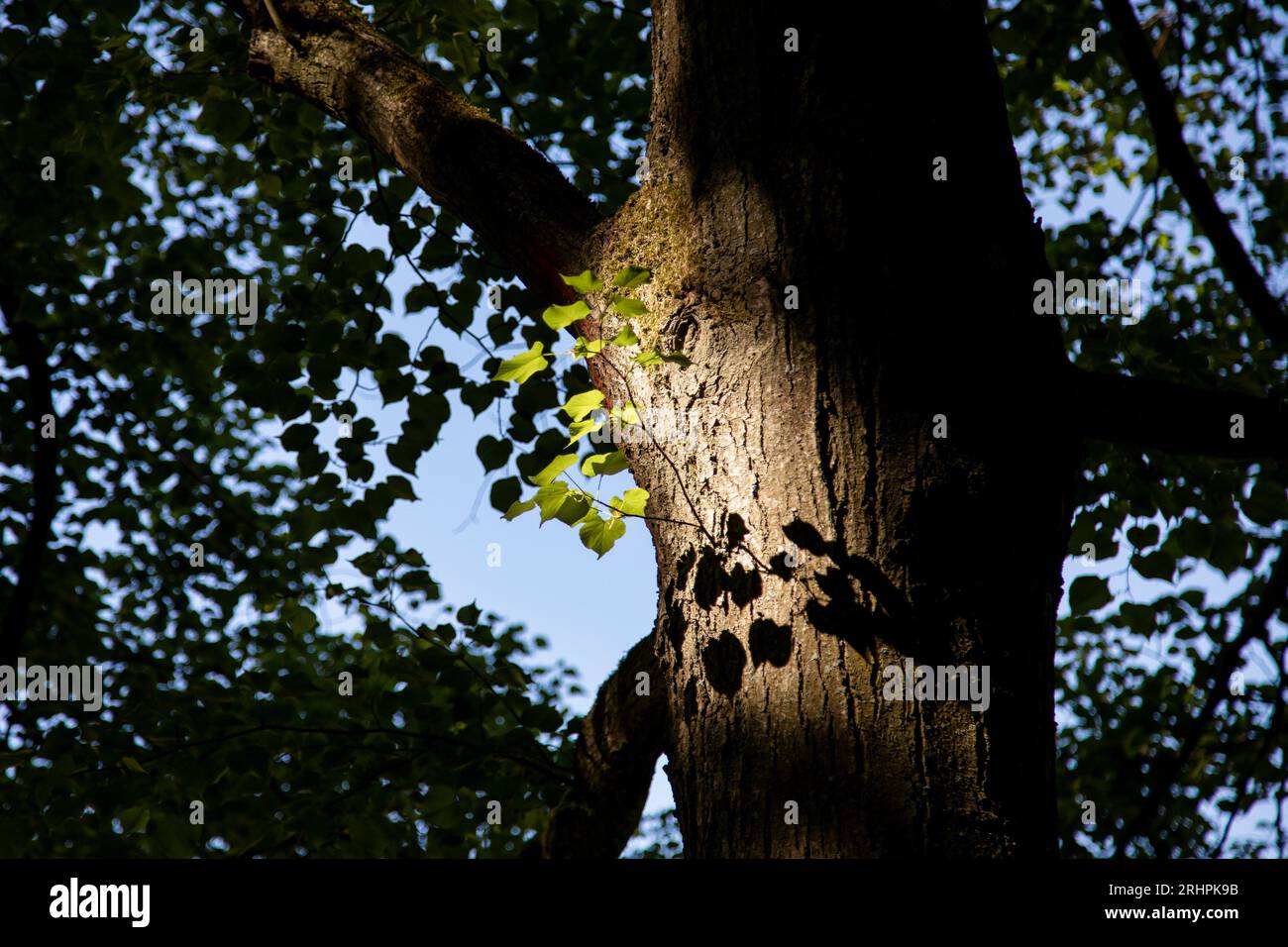 Arbre de Linden dans la lumière du soleil avec jeu d'ombre Banque D'Images