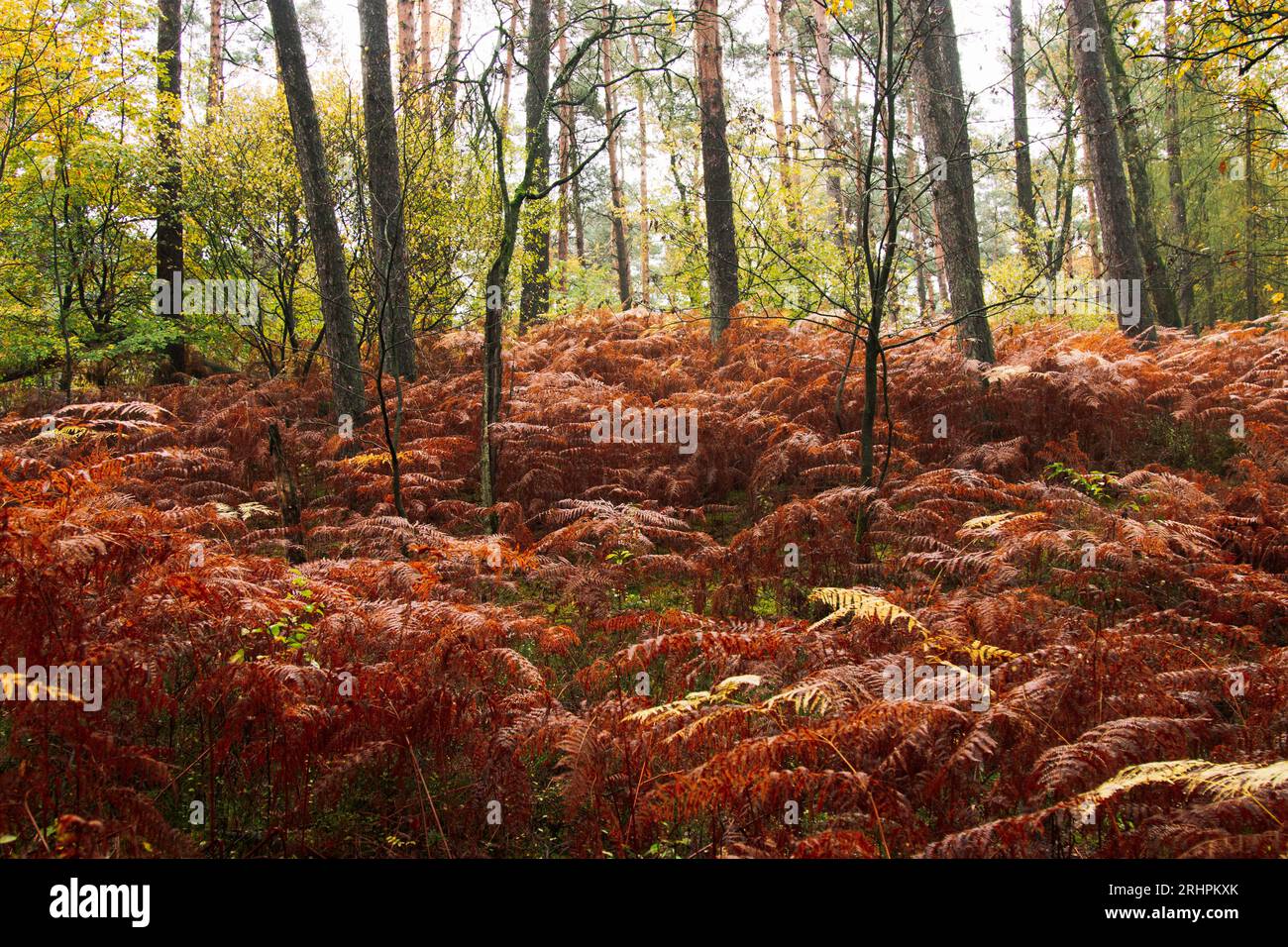 Promenade en forêt dans la forêt d'automne de Teutoburg dans la vallée de Furlbach Banque D'Images