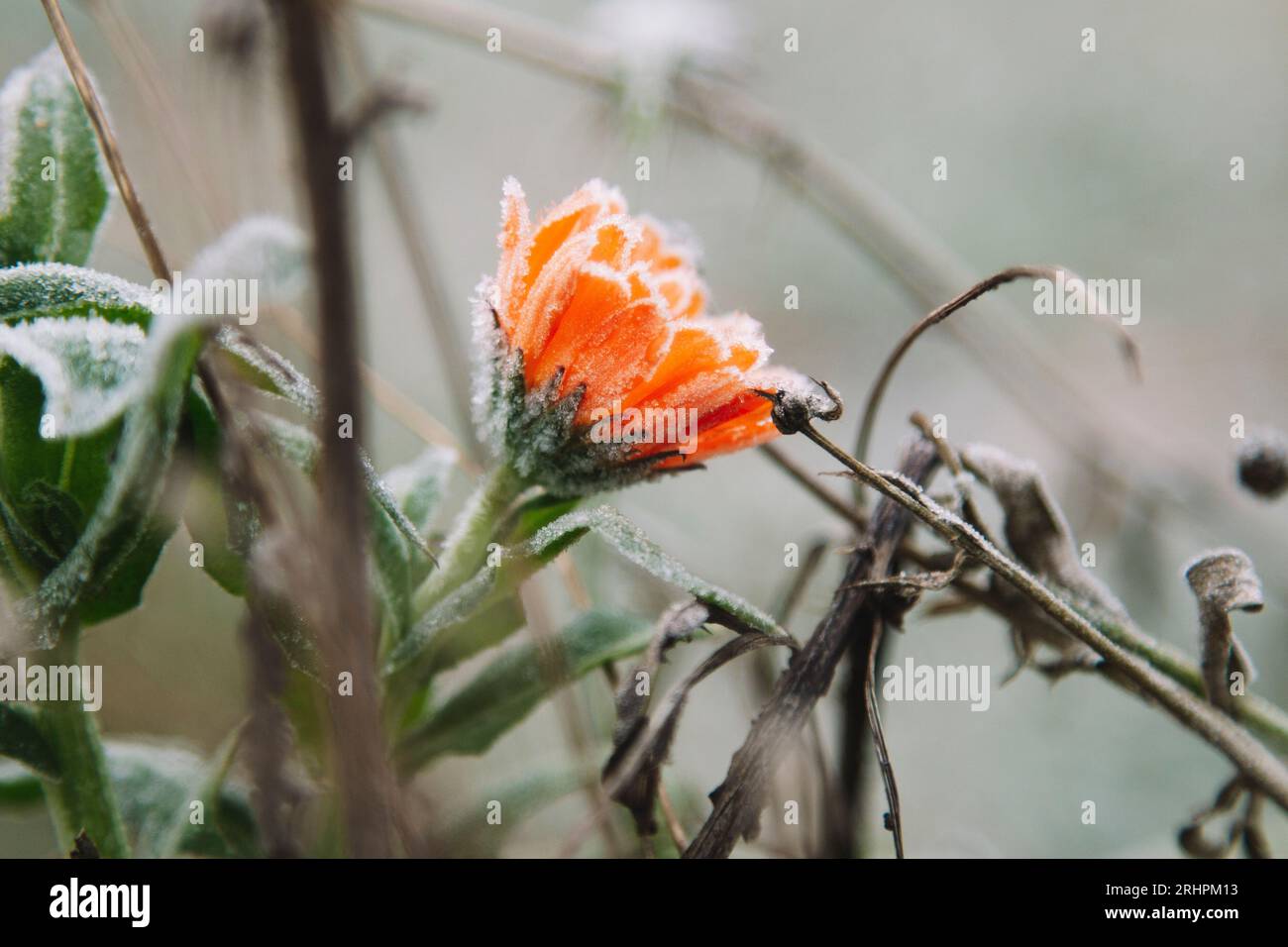 Marigold avec du gel Banque D'Images