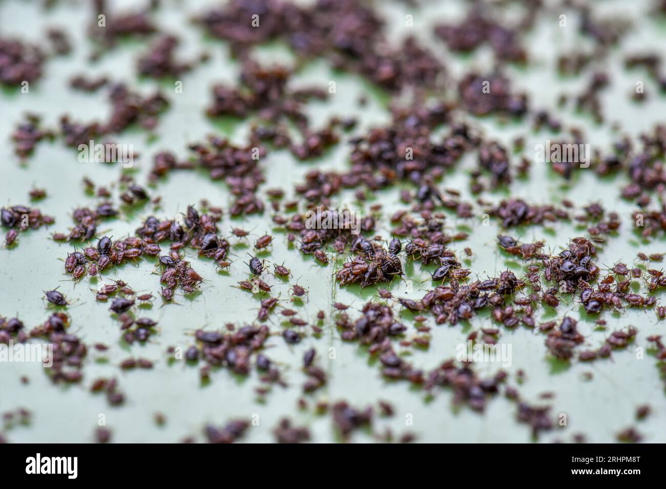 Gros plan d'une infestation de pucerons, également connue sous le nom de ou Black Fly sur une poubelle de déchets verts de jardin Banque D'Images