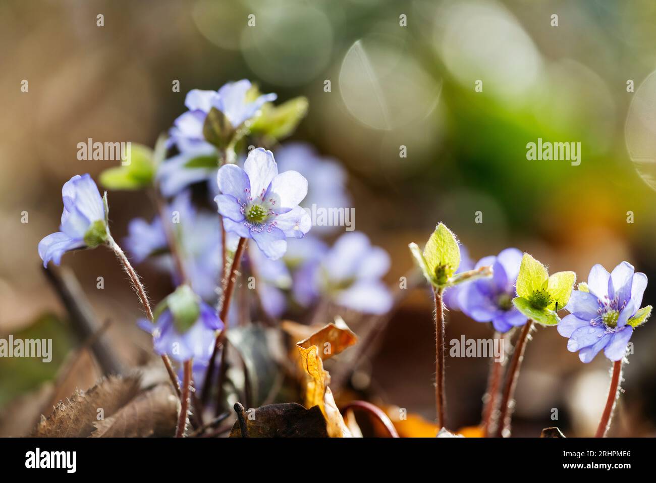 Liverworts sur le Jakobsberg à Steinhagen Banque D'Images