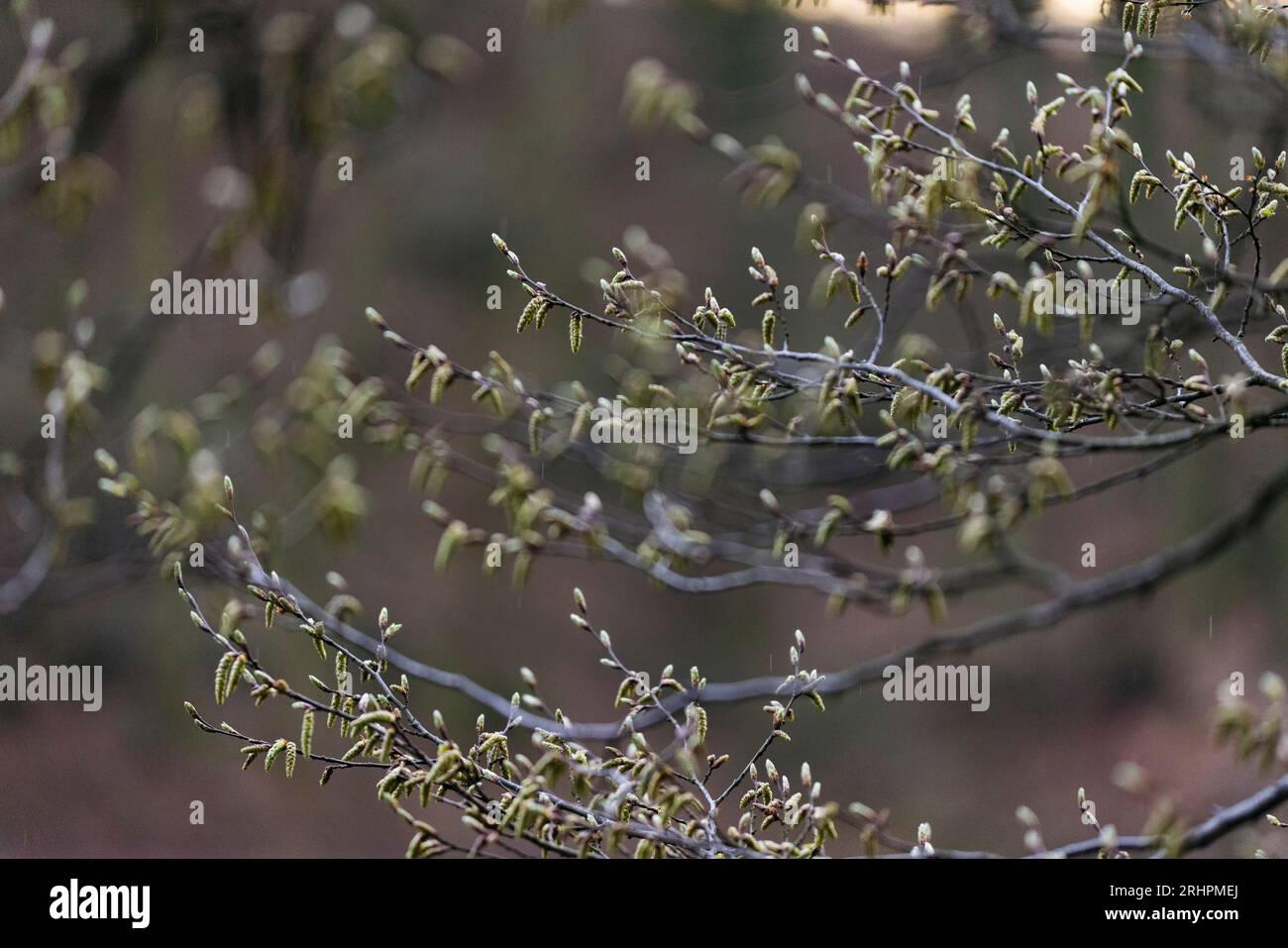 Aulne au printemps Banque D'Images