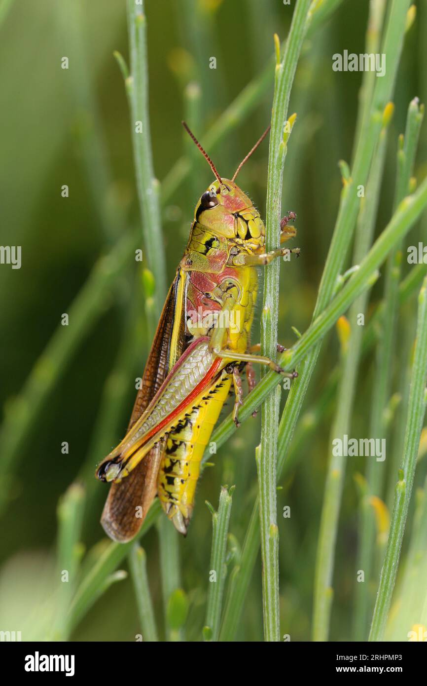 Grande sauterelle de marais (Stethophyma grossum) dans un arbuste à balai Banque D'Images