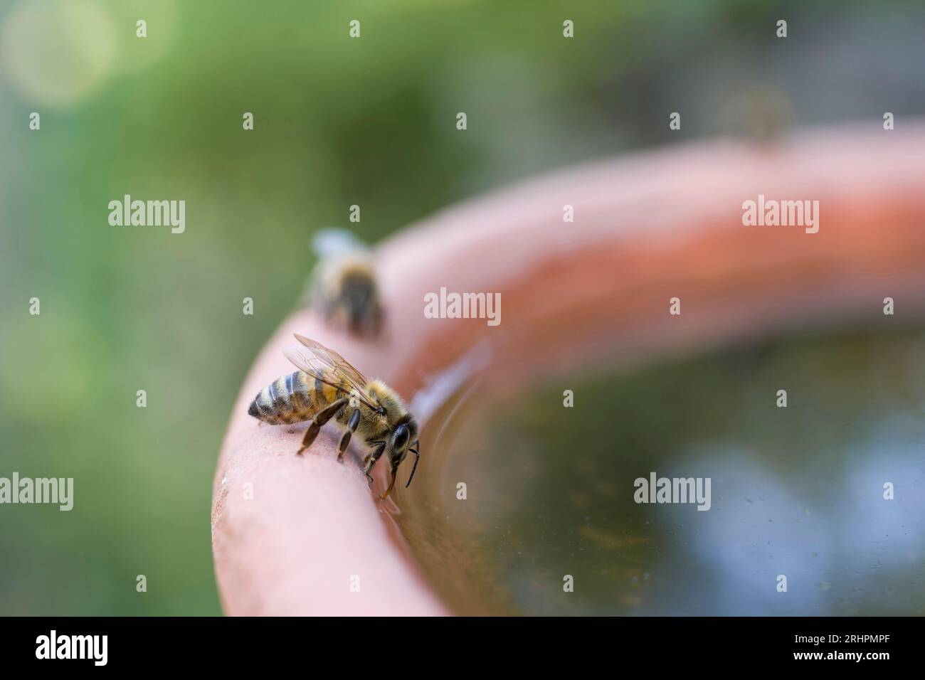 Une abeille (Apis mellifera) boit de l'eau dans un bol, en Allemagne Banque D'Images