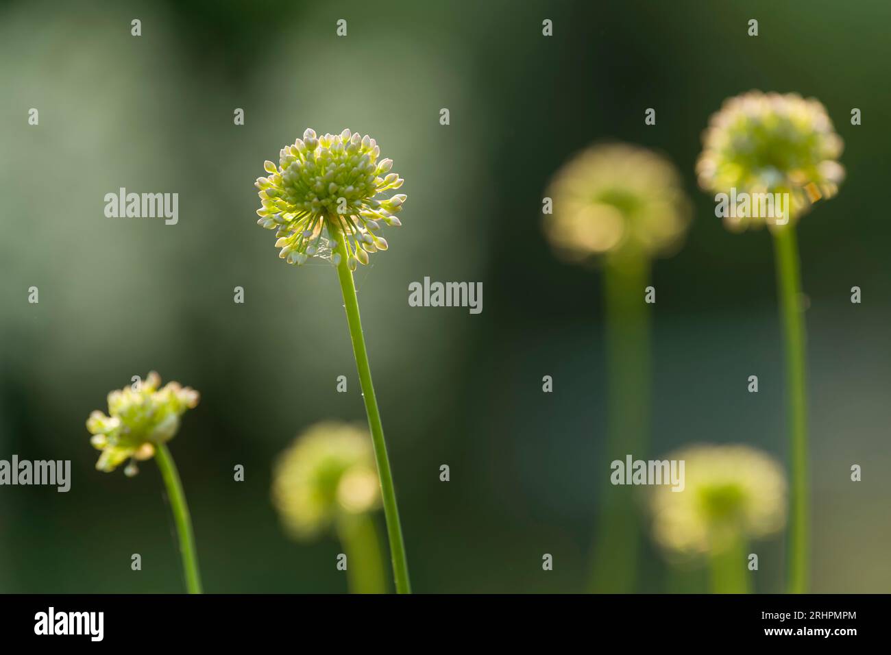 Têtes de fleurs d'ail à grande tête (Allium) avec des fleurs encore fermées, lumière du matin, Allemagne Banque D'Images