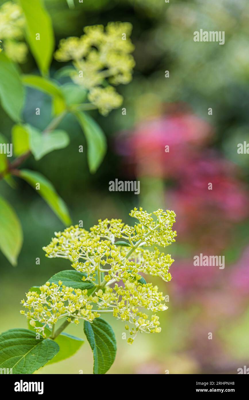 Hortensias en fleur, fond bokeh Banque D'Images