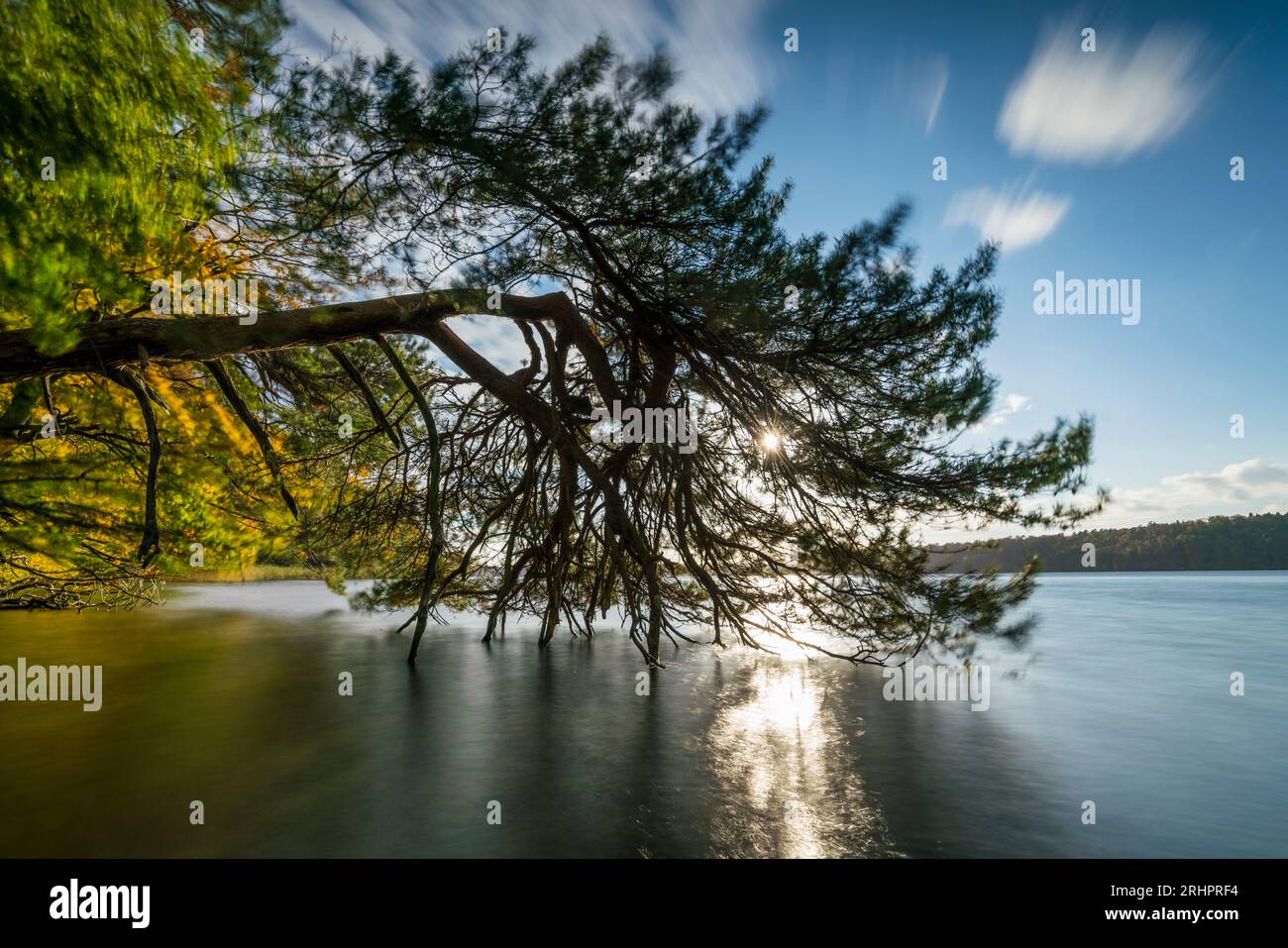 Lac Stechlinsee, Stechlin en automne, Brandebourg, Allemagne Banque D'Images