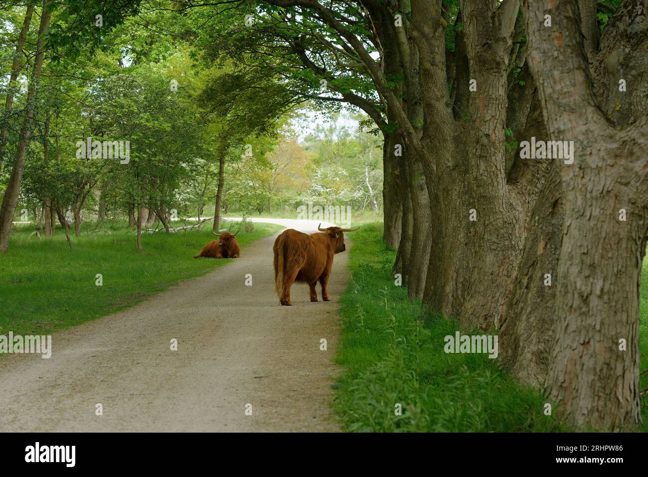 Scottish Highland Battle inder Kennemer Dunes National Park, Haarlem, Hollande du Nord, Noord-Holland, Benelux, Benelux, pays-Bas Banque D'Images