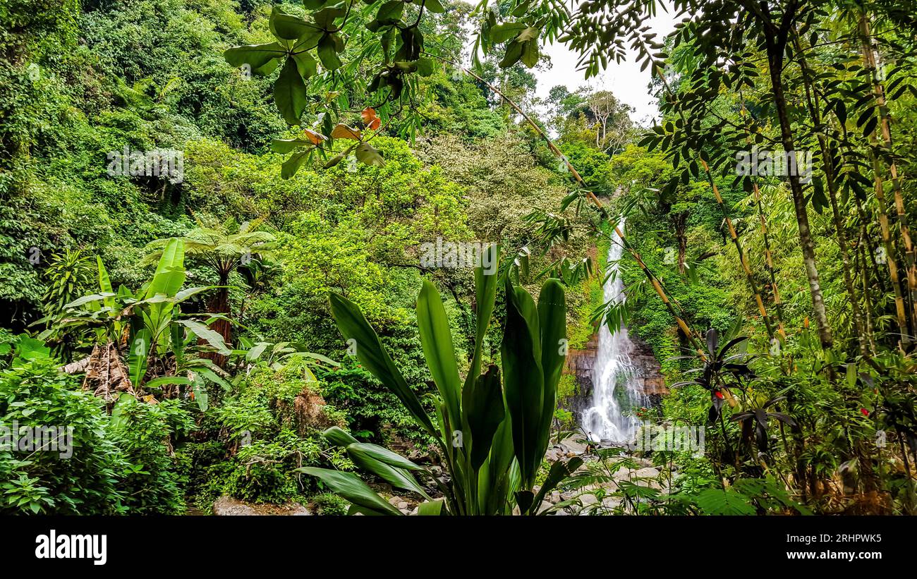 Cascade Gitgit dans le nord de Bali dans la jungle Banque D'Images