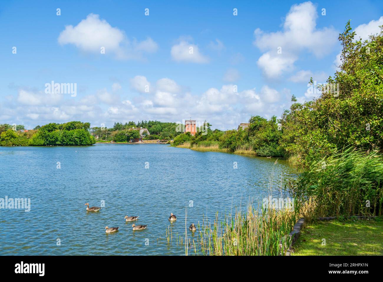 Oies nageant dans l'étang du village à Wenningstedt sur l'île de Sylt Banque D'Images