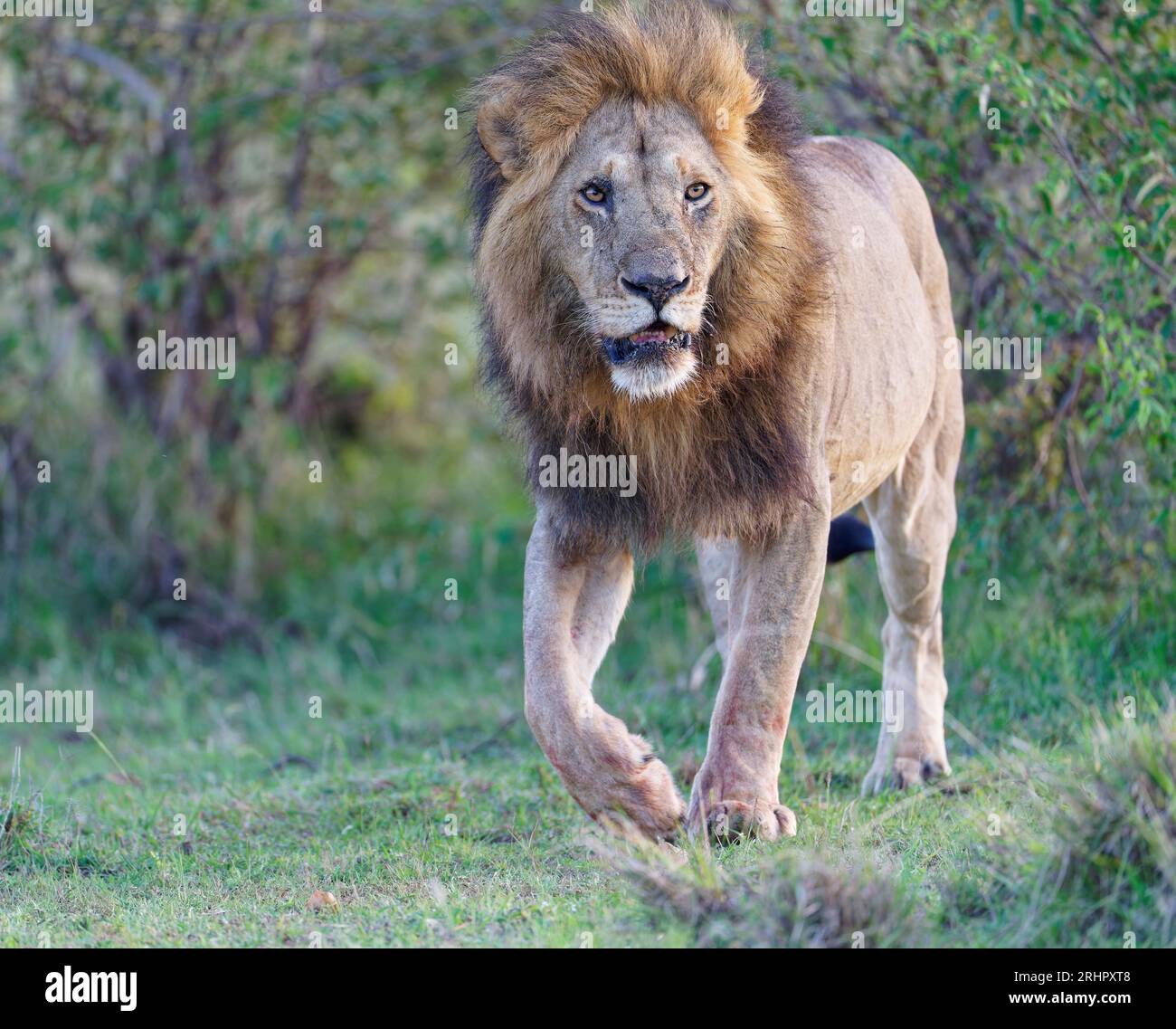 Lion cranté (Panthera leo) après le lever du soleil dans la savane d'herbe, Maasai Mara Game Reserve, Kenya Banque D'Images