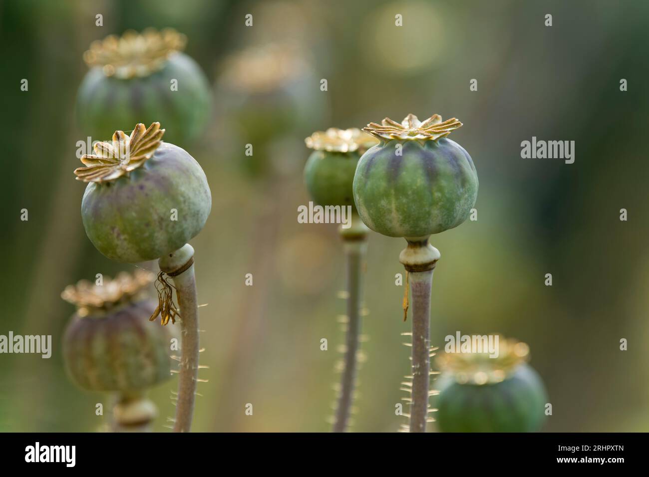 Gousses de graines de pavot ornemental (Papaver), Allemagne Banque D'Images