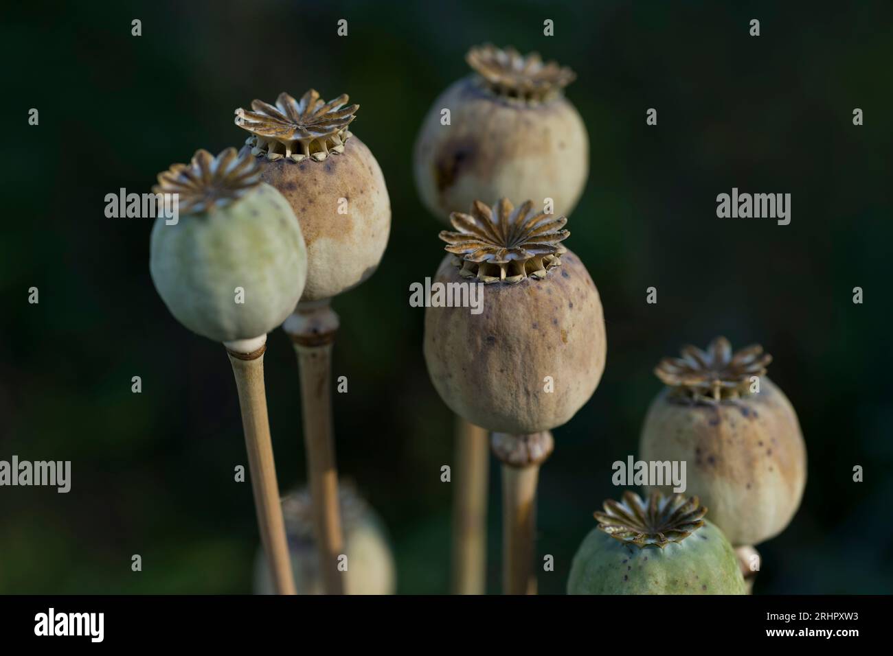 Gousses de graines de pavot ornemental (Papaver), Allemagne Banque D'Images