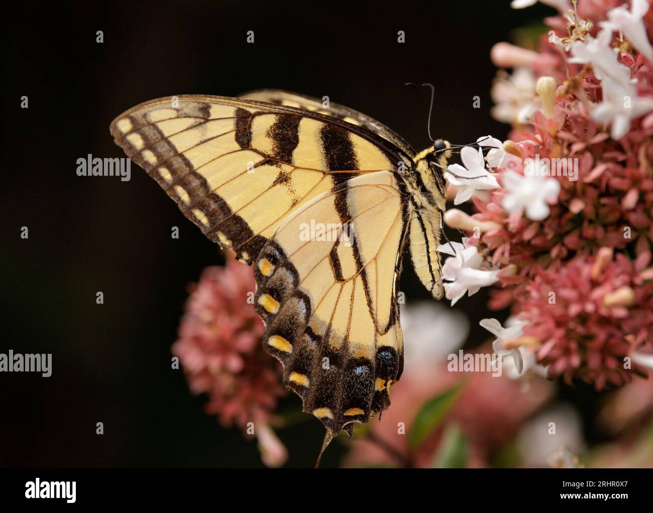 Queue d'aronde de tigre de l'est (Papilio glaucus) Comté de Hall, Géorgie. Une queue d'aronde de tigre recherche le nectar dans les fleurs d'un buisson de beauté. Banque D'Images