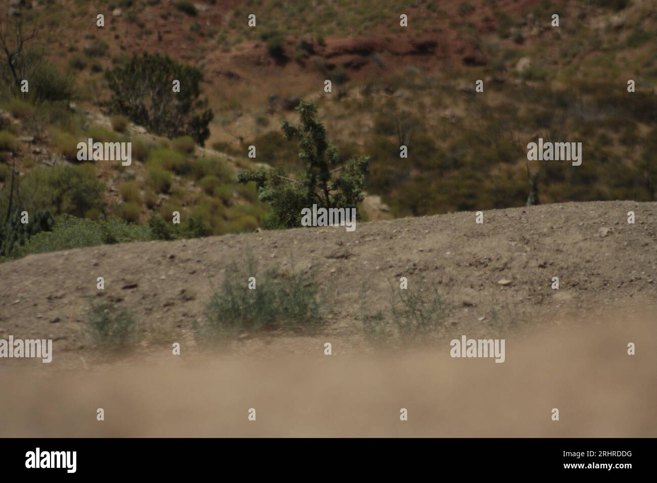 Petit arbre sur une colline Banque D'Images