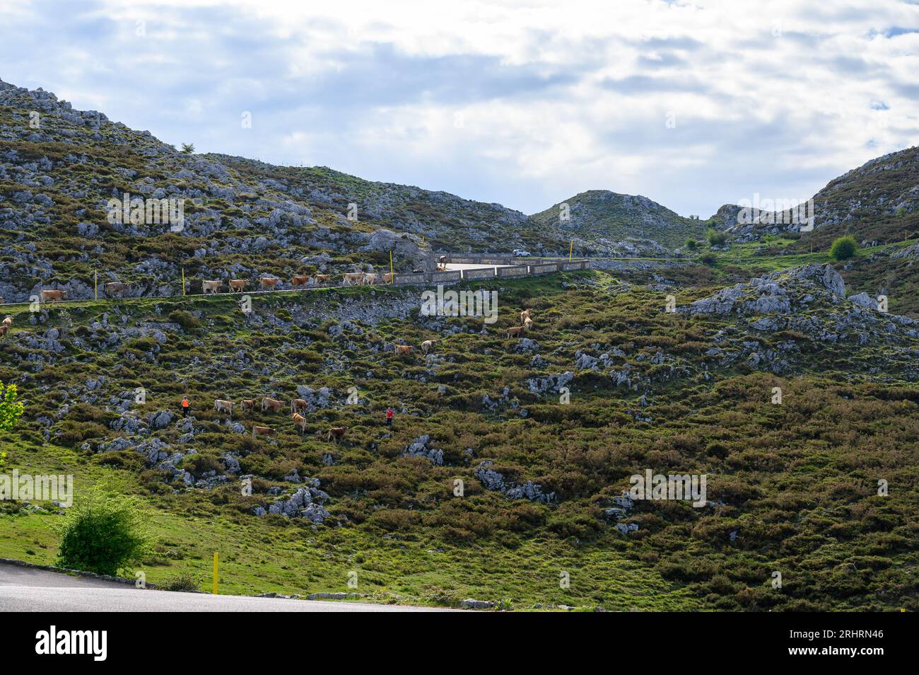 Vaches Asturies brunes, troupeau de vaches est transporté dans un nouveau pâturage sur route de montagne, Picos de Europe, Los Arenas, Asturies, Espagne. Banque D'Images