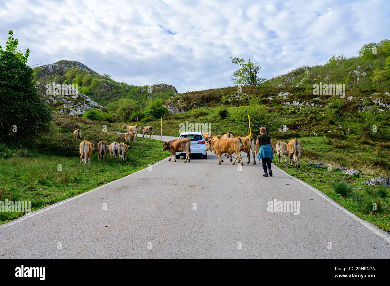 Vaches Asturies brunes, troupeau de vaches est transporté dans un nouveau pâturage sur route de montagne, Picos de Europe, Los Arenas, Asturies, Espagne. Banque D'Images