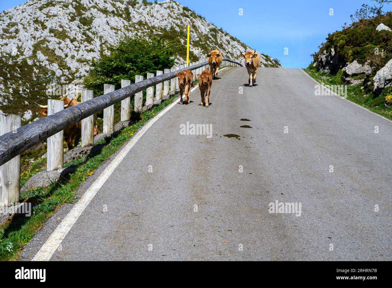 Vaches Asturies brunes, troupeau de vaches est transporté dans un nouveau pâturage sur route de montagne, Picos de Europe, Los Arenas, Asturies, Espagne. Banque D'Images