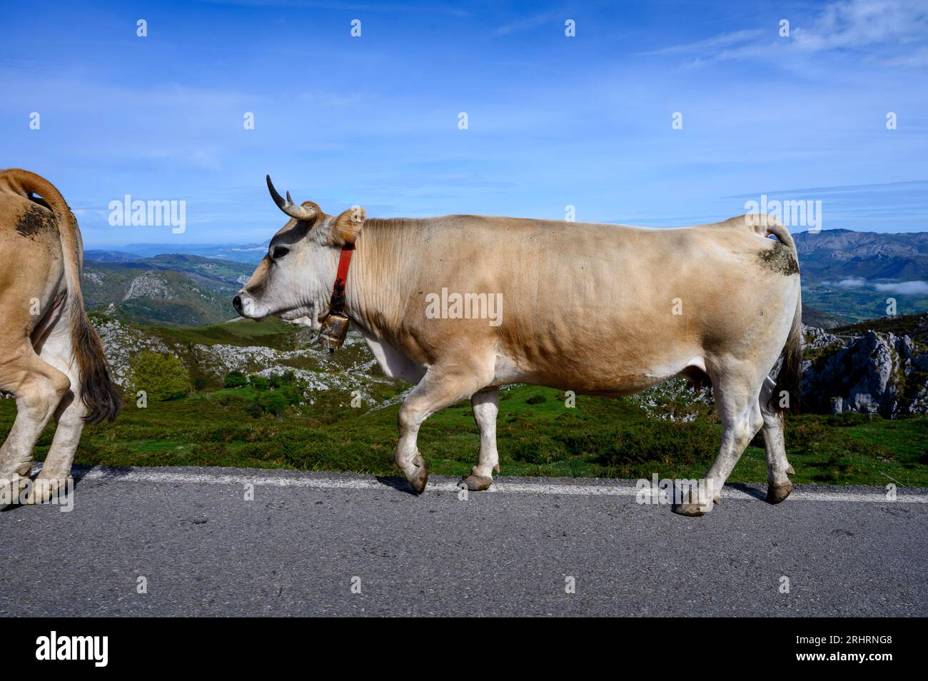 Vaches Asturies brunes, troupeau de vaches est transporté dans un nouveau pâturage sur route de montagne, Picos de Europe, Los Arenas, Asturies, Espagne. Banque D'Images