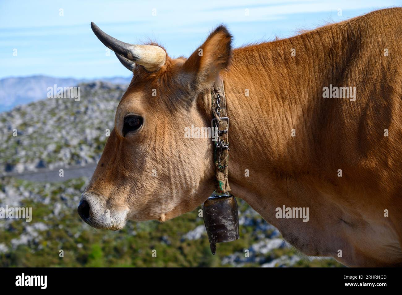 Vaches Asturies brunes, troupeau de vaches est transporté dans un nouveau pâturage sur route de montagne, Picos de Europe, Los Arenas, Asturies, Espagne. Banque D'Images
