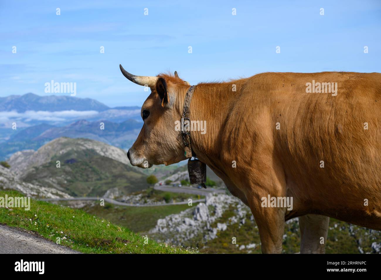 Vaches Asturies brunes, troupeau de vaches est transporté dans un nouveau pâturage sur route de montagne, Picos de Europe, Los Arenas, Asturies, Espagne. Banque D'Images