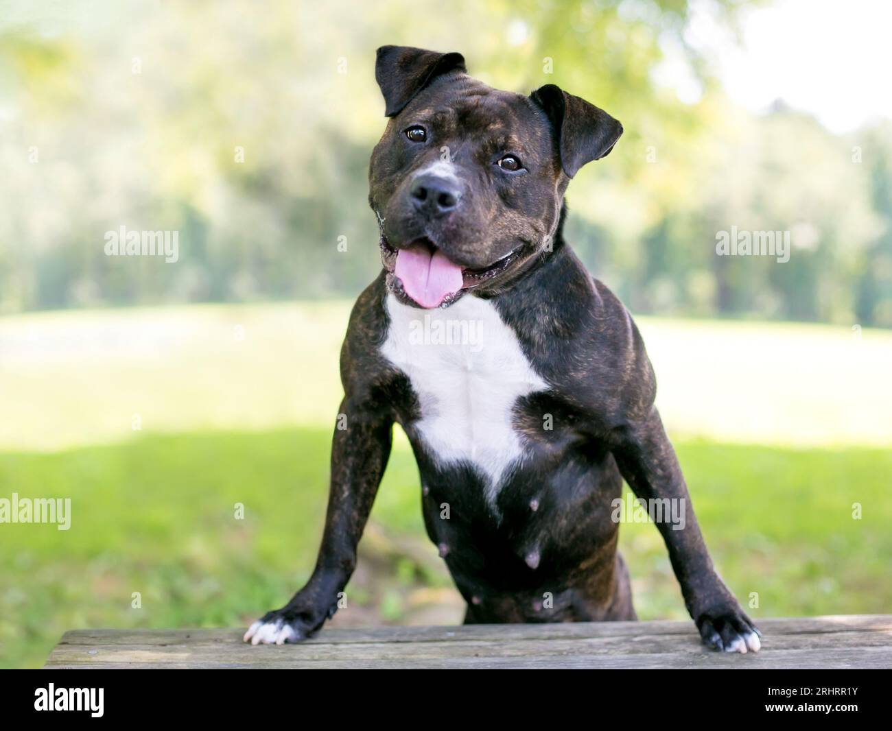 Un heureux bringé et blanc Staffordshire Bull Terrier mixte race chien debout avec ses pattes avant sur un banc Banque D'Images