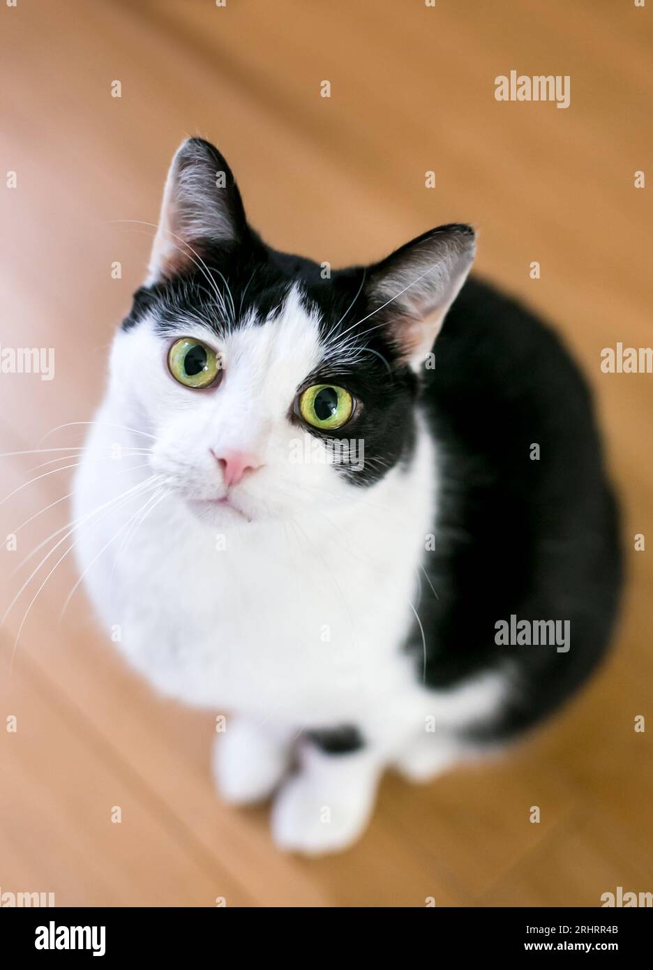 Un chat noir et blanc court avec les yeux verts assis et regardant vers le haut la caméra Banque D'Images