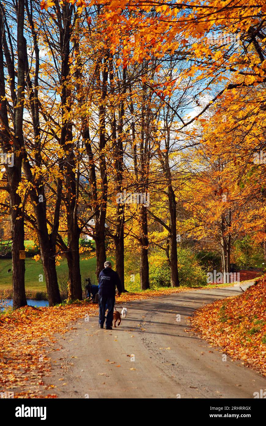 Un homme adulte promène son chien le long d'une route rurale de campagne en automne en Nouvelle-Angleterre entouré de feuillage d'automne Banque D'Images