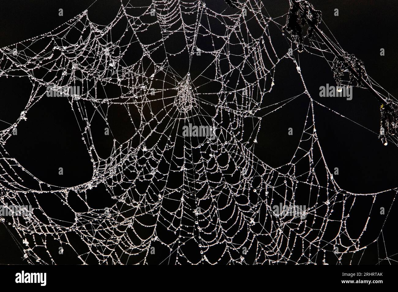 Toile d'araignée avec dewdrops, Allemagne Banque D'Images