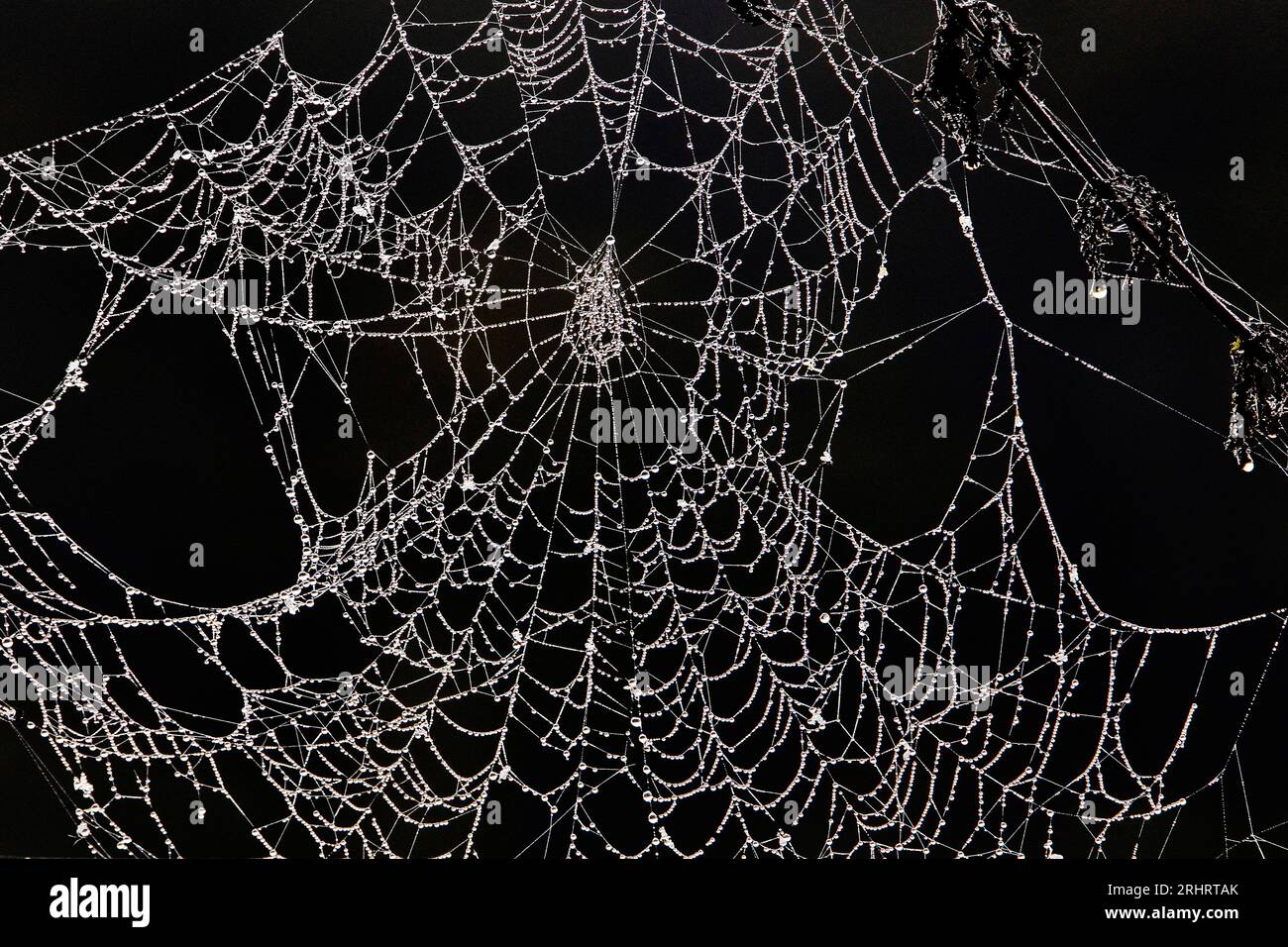 Toile d'araignée avec dewdrops, Allemagne Banque D'Images