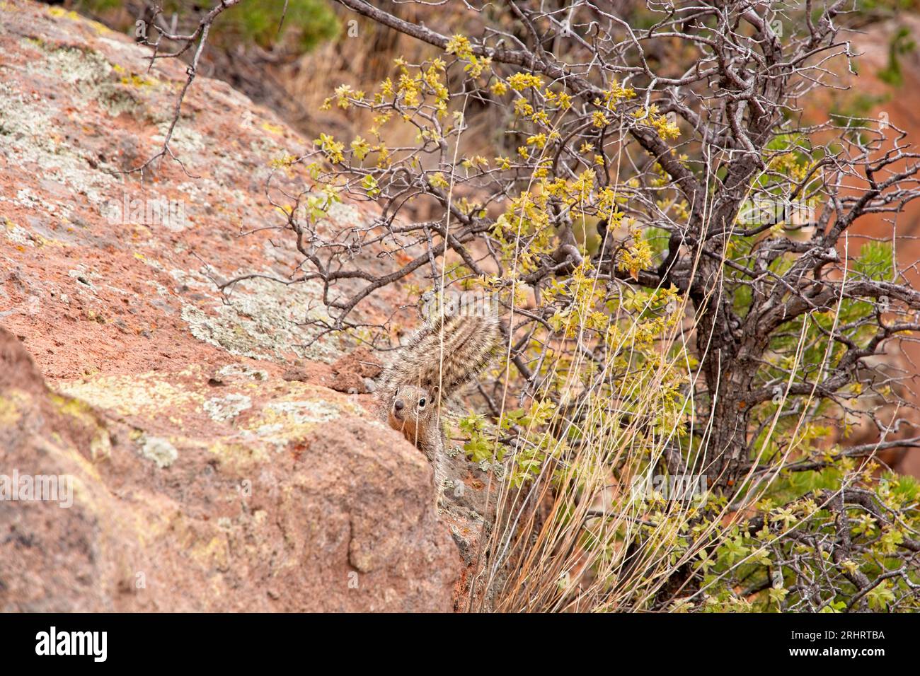 Écureuil rocheux (Spermophilus variegatus) regardant hors des broussailles le long du sentier Frey Banque D'Images