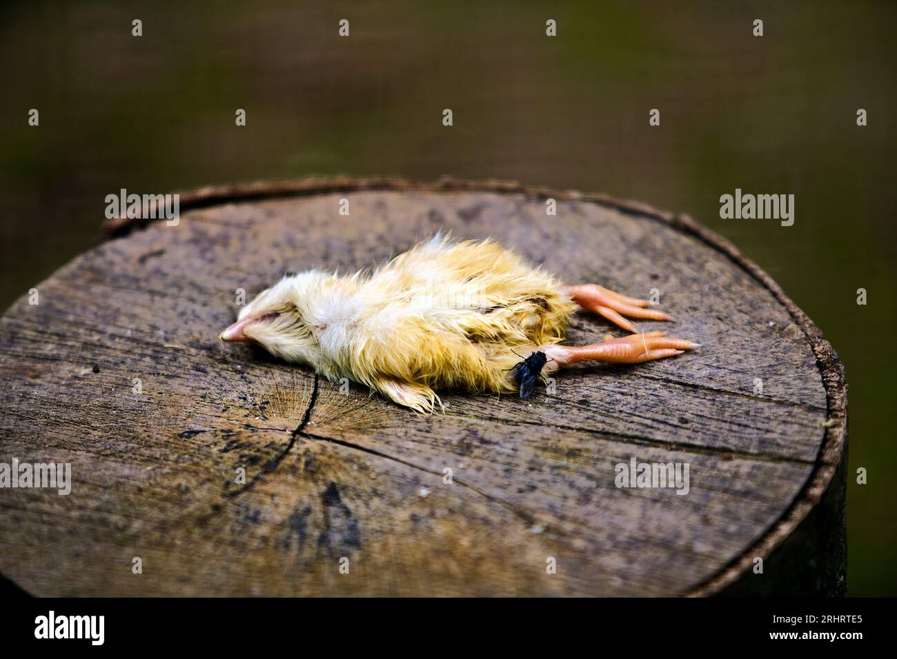 Volaille domestique (Gallus gallus F. domestica), voler sur un poussin mort de nourriture sur une souche d'arbre Banque D'Images