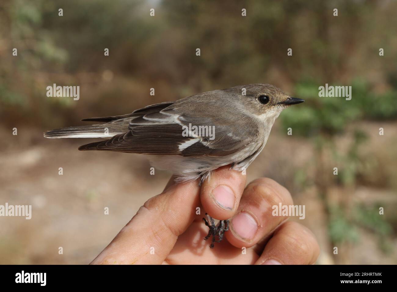 Mouche à col semi-garni (Ficedula semitorquata), femelle est tenue dans la main, Israël Banque D'Images