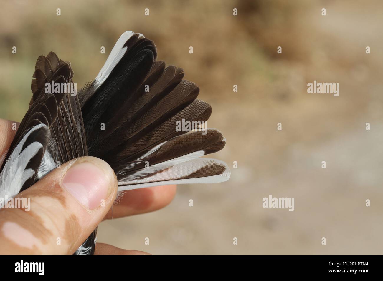 Attrape-mouche à col semi-garni (Ficedula semitorquata), plumes de queue d'un mâle capturé, Israël Banque D'Images