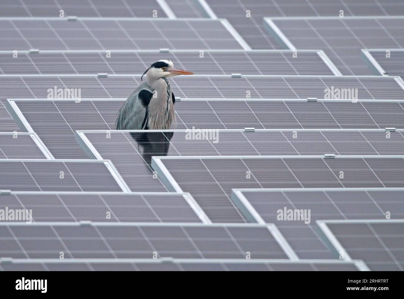 Héron gris (Ardea cinerea), debout dans un système photovoltaïque, demi-portrait, pays-Bas Banque D'Images