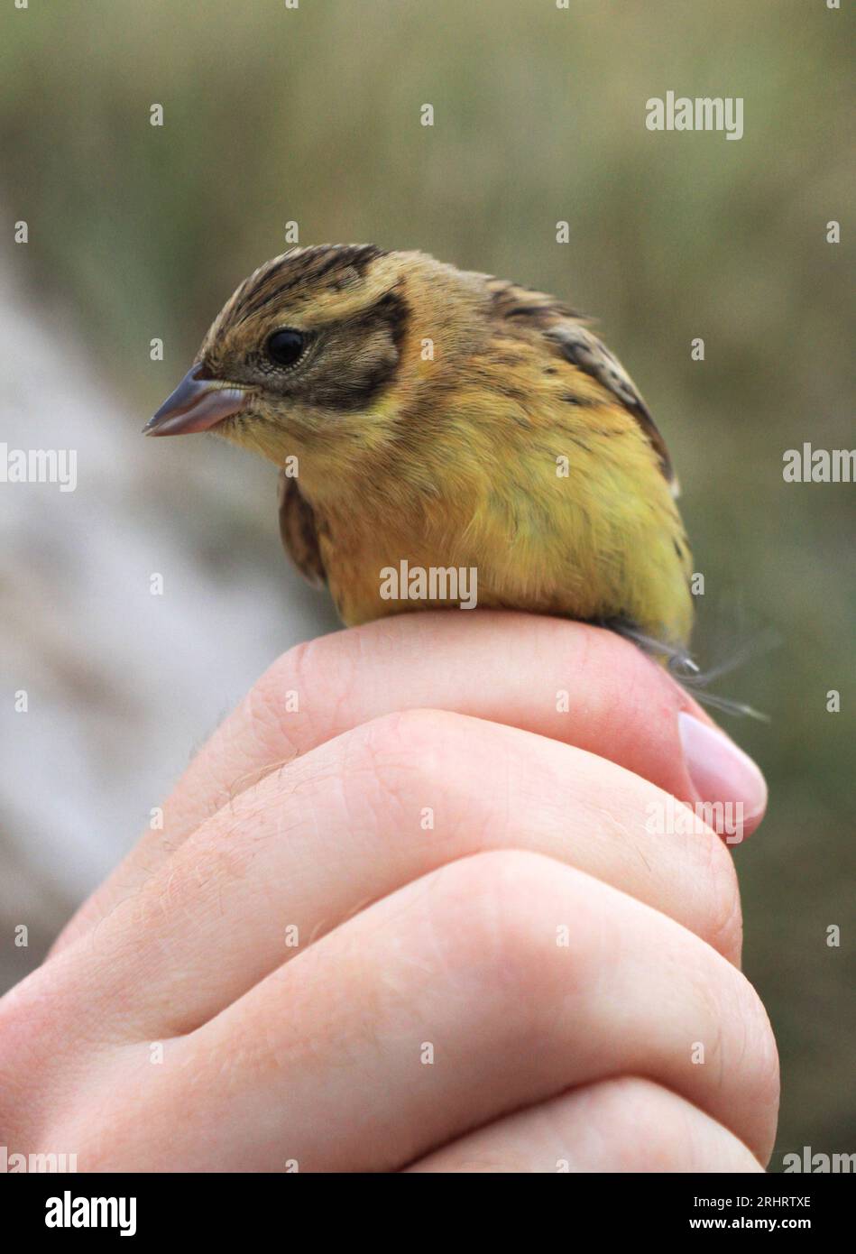 Banderole à poitrine jaune (Emberiza aureola), tenue immature dans la main, Suède, Suède Banque D'Images