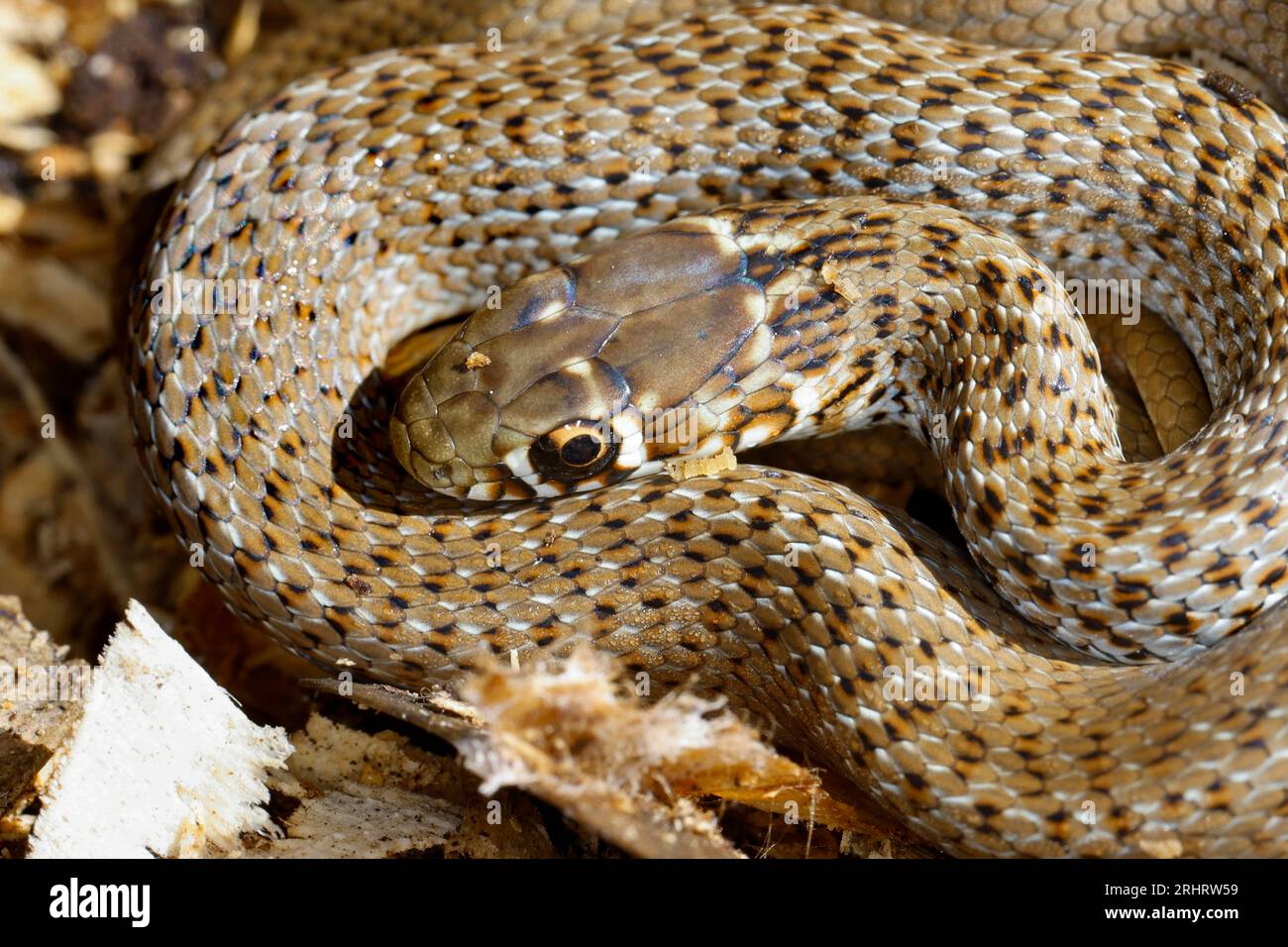 Serpent fouet des Balkans (Hierophis gemonensis, Coluber gemonensis), enroulé sur le sol, Croatie Banque D'Images