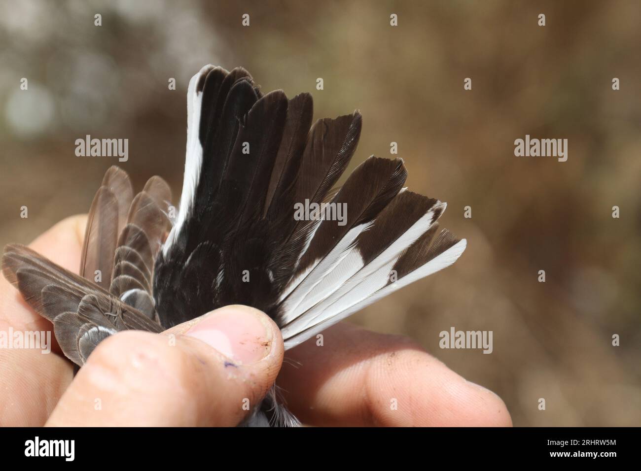 Attrape-mouche à col semi-garni (Ficedula semitorquata), plumes de queue d'un mâle capturé pendant la migration printanière, Israël Banque D'Images