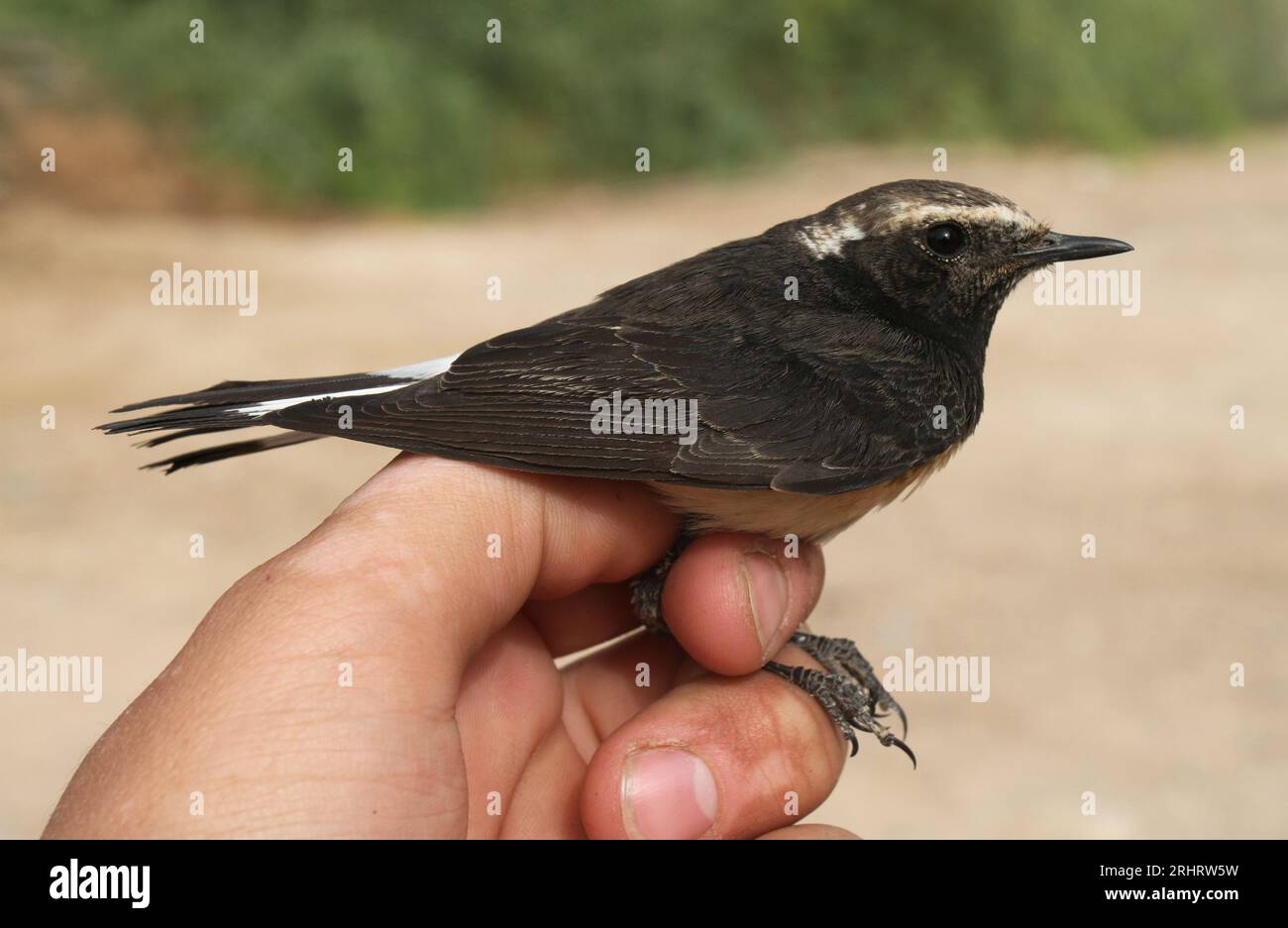 Bléphémère chypriote, bléphémère chypriote (Oenanthe cypriaca), bléphémère chypriote captive inspectée, vue latérale, Israël, Eilat Banque D'Images