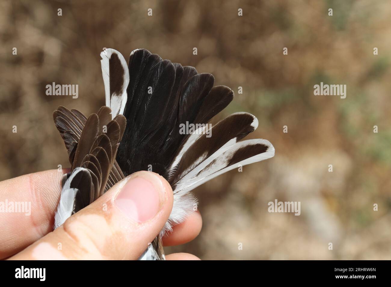 Attrape-mouche à col semi-garni (Ficedula semitorquata), plumes de queue d'un mâle capturé, Israël Banque D'Images