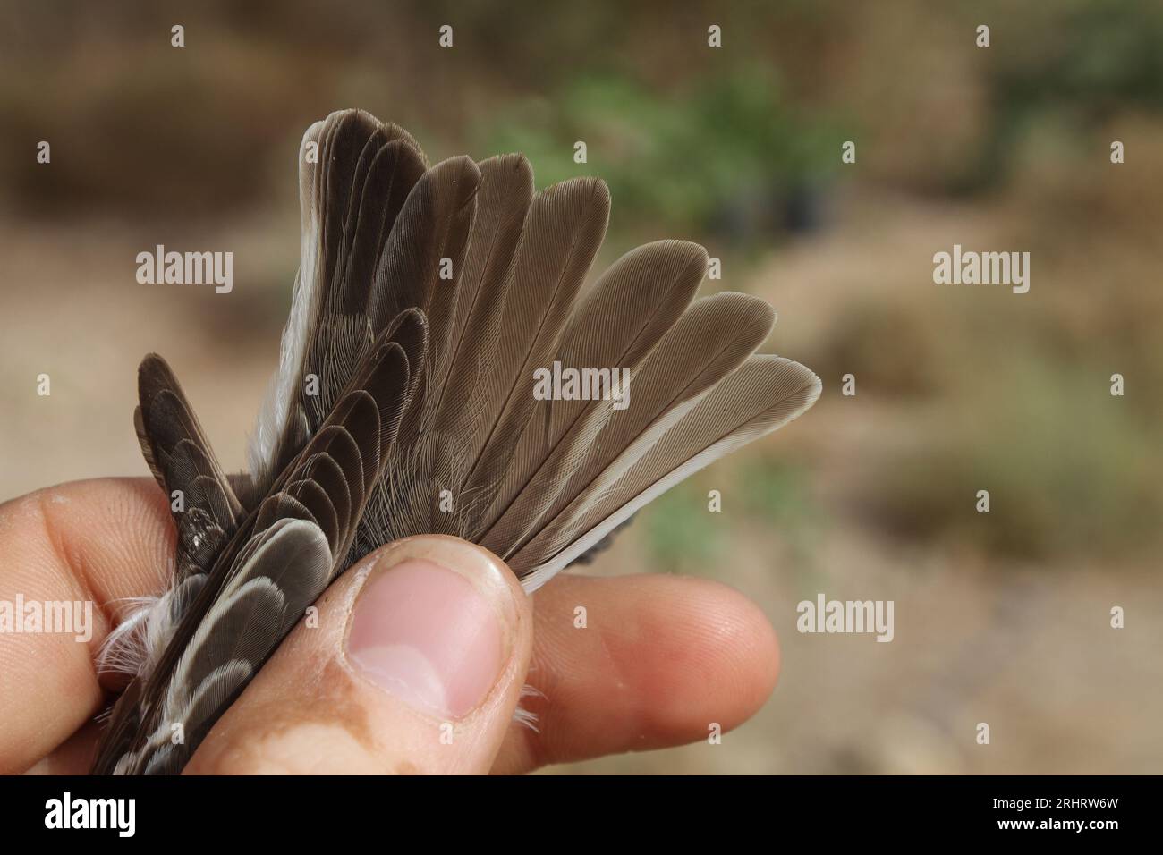 Attrape-mouche à col semi-garni (Ficedula semitorquata), plumes de queue d'une femelle capturée, Israël Banque D'Images