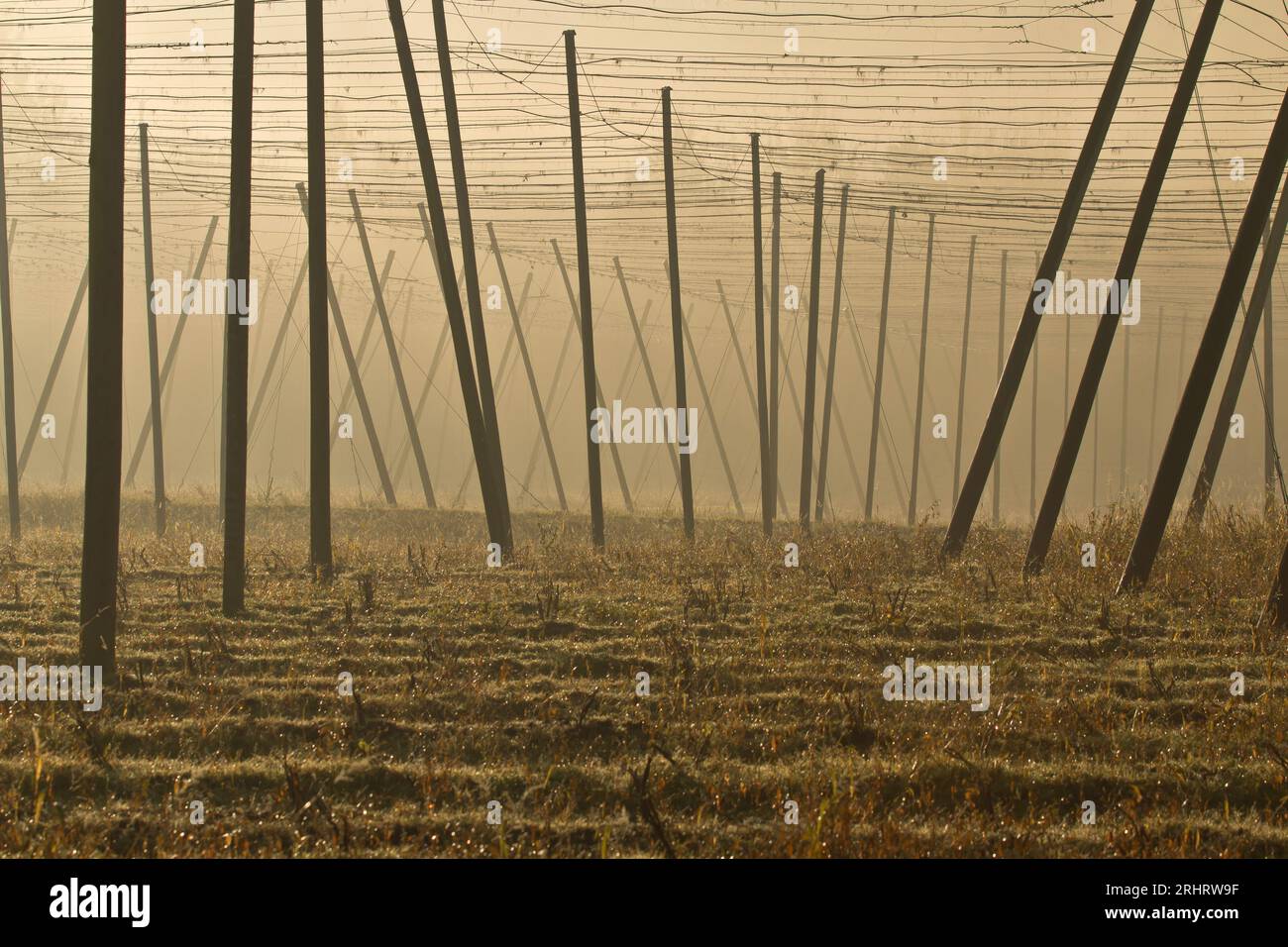 Jardin de houblon après la récolte, Allemagne Banque D'Images