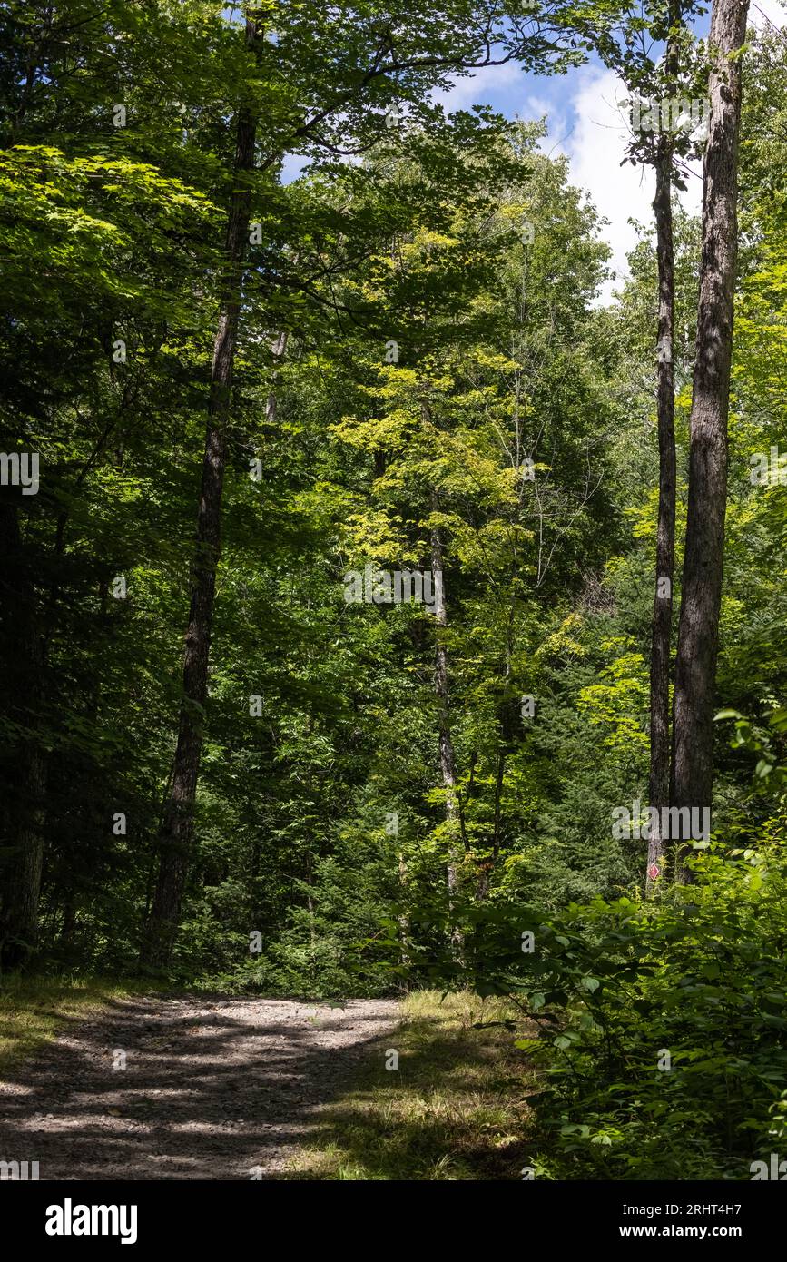 Magnifique sentier à travers la forêt verdoyante dans le parc Algonquin Banque D'Images