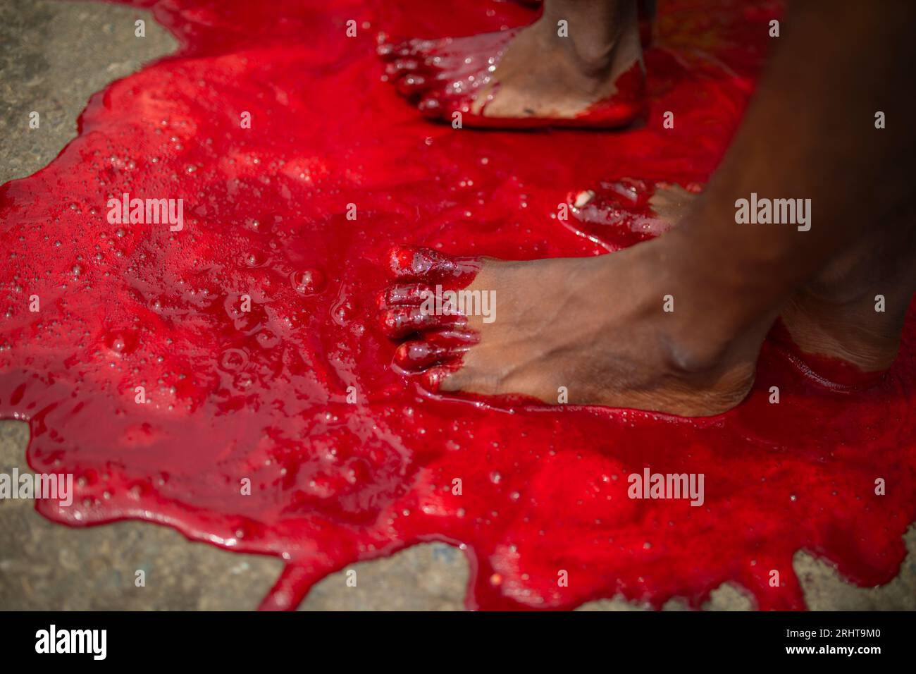 Les musulmans trempent leurs pieds dans le sang après avoir massacré un animal dans la rue à Dhaka pour le plus grand festival musulman Eid-ul-Azha également connu sous le nom d'Eid Banque D'Images