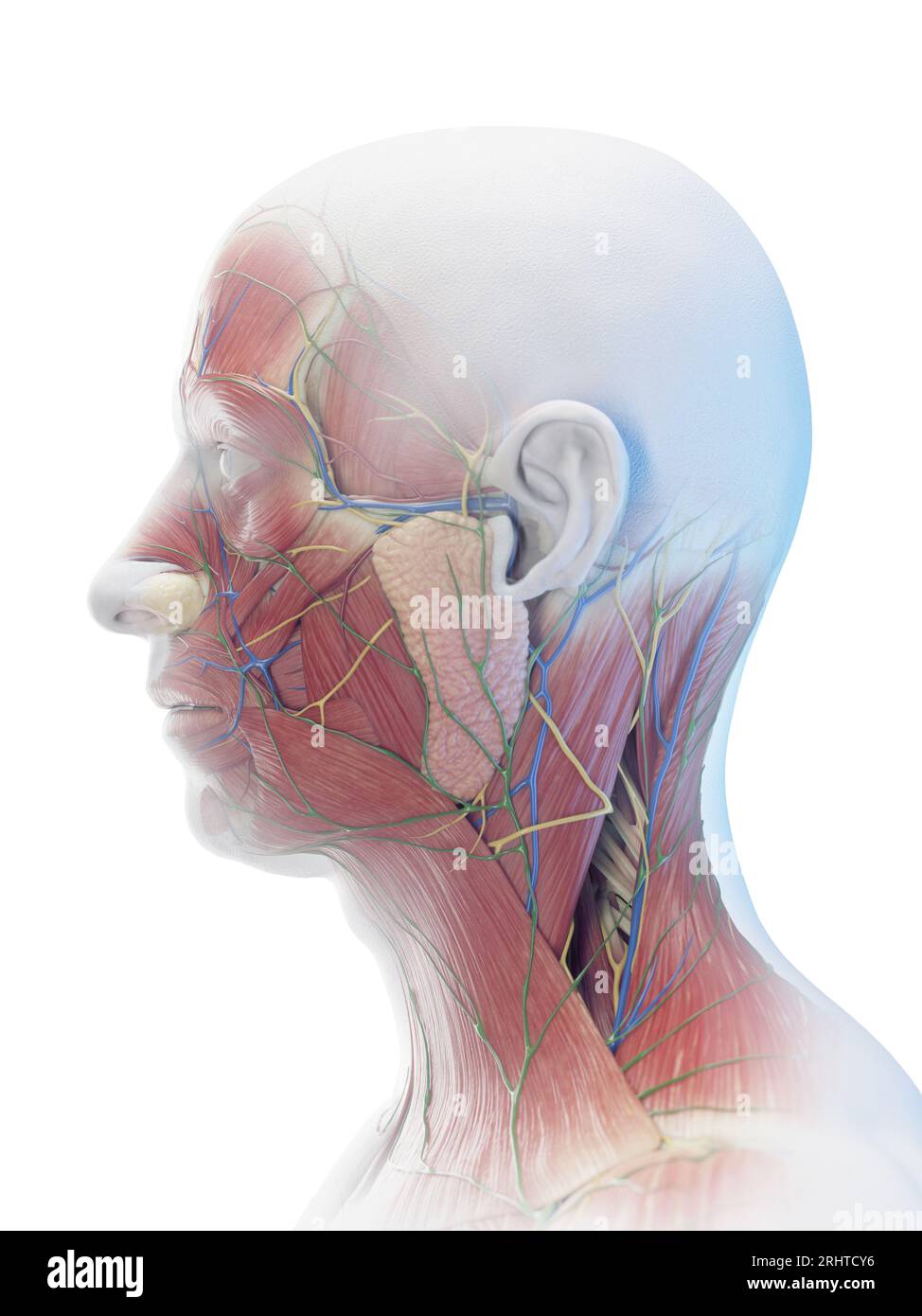 Muscle masculin de la tête et du cou, illustration Banque D'Images