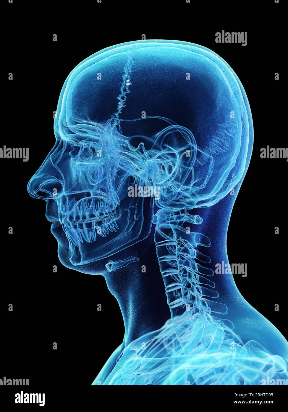 Os de la tête et du cou, illustration Banque D'Images